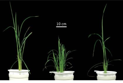 Image of rice plants