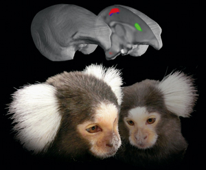 Image of PET scan of a monkey brain