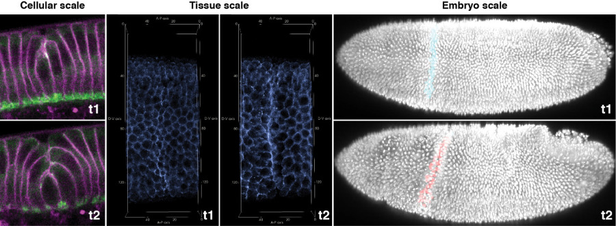 images showing fruit fly embryo images showing fruit fly embryo