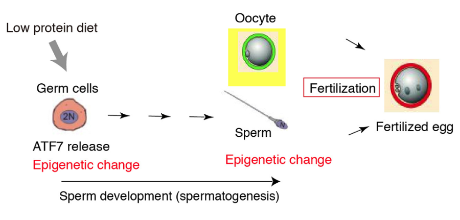 Schematic showing how low protein diet affects sperm through epigenetic change Schematic showing how low protein diet affects sperm through epigenetic change