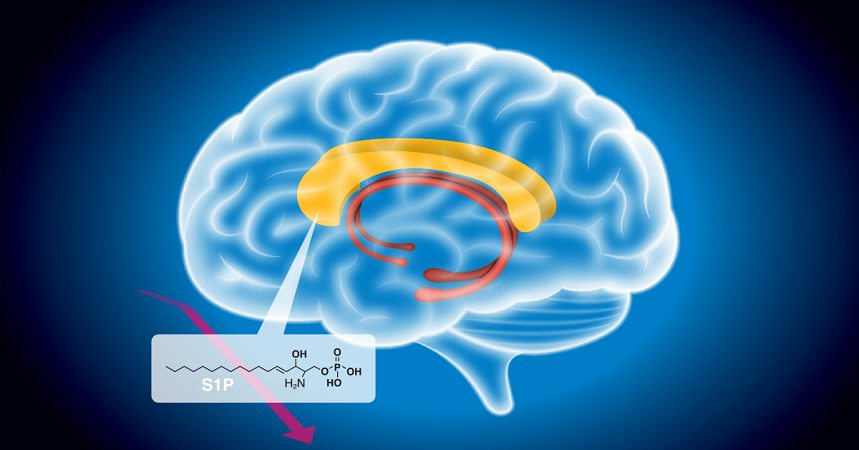 Schematic of S1P in brain Schematic of S1P in brain