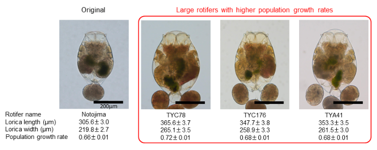 Image of rotifers obtained in this study Image of rotifers obtained in this study