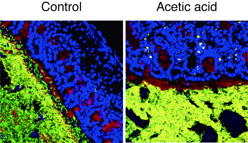 Microscopic images of mouse intestine