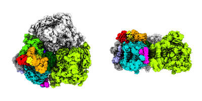 electron microscopy of photosystem I