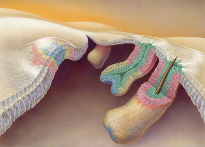 illustration of hair follicles