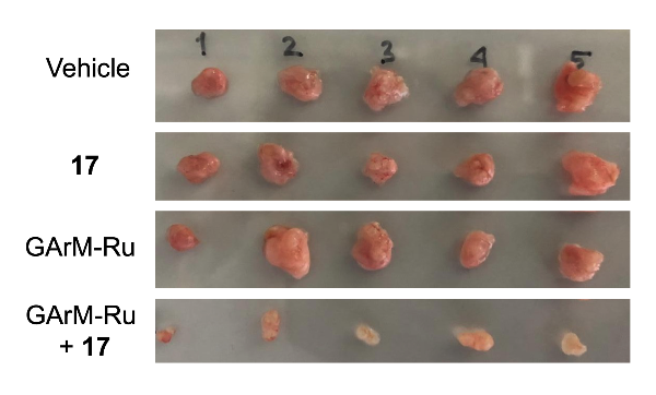 Image comparing tumor growth inhibition Image comparing tumor growth inhibition