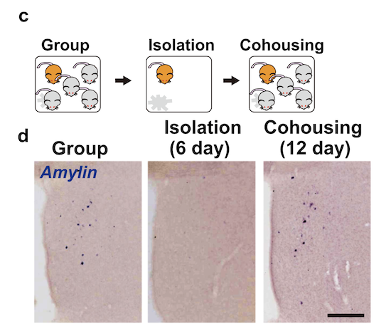 Illustration of experiments and image of amylin Illustration of experiments and image of amylin