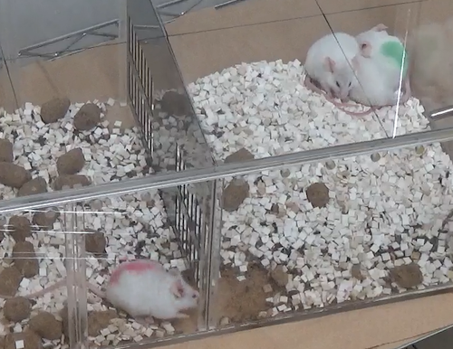 Image of mouse housing conditions Image of mouse housing conditions