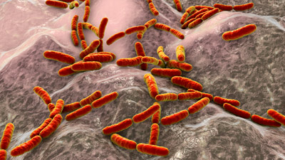 image of Lactobacillus bacteria