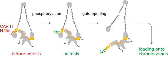 schematic explaining the regulation of condensin I