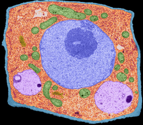 Image of a thale cress cell