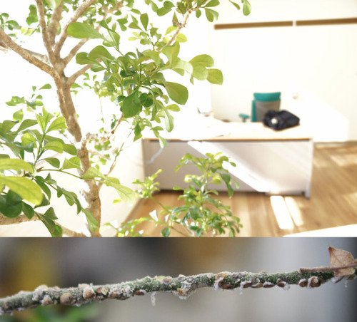 Image of Aglaia plant