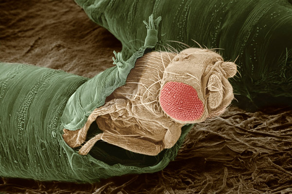 image of a fruit fly 