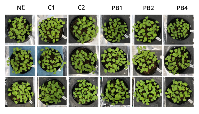 image of Japanese mustards spinach grown in different conditions