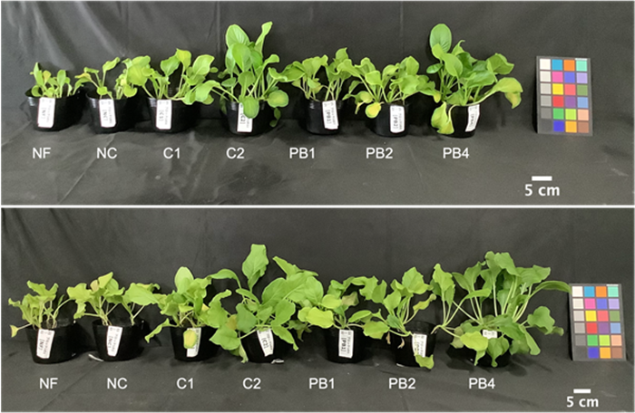 image of plants grown in various conditions
