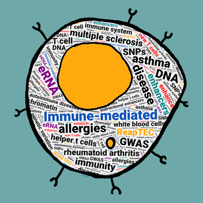 illustration of t-cell