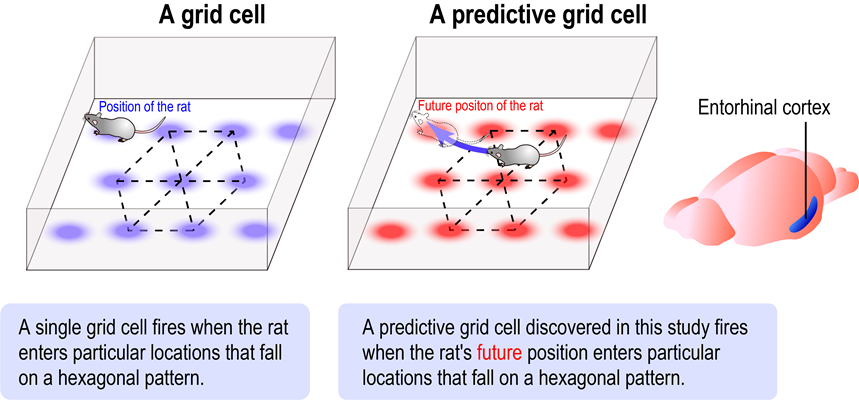 diagram showing the outline of the study