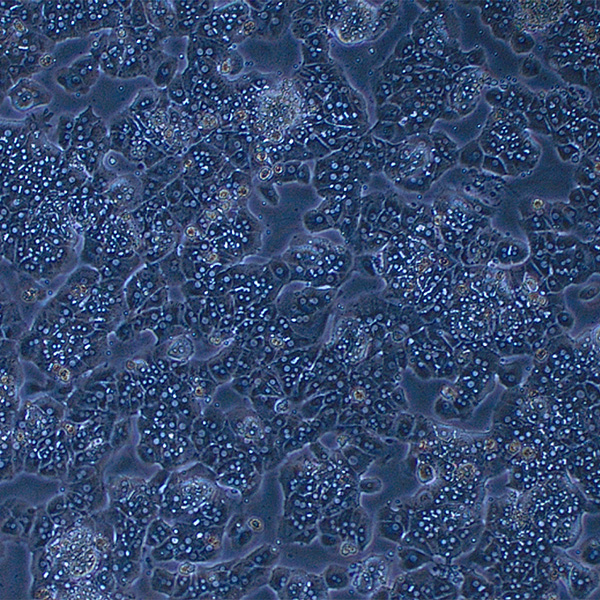 image of hepatocytes from a rat