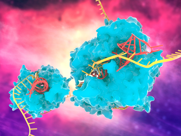 image of a CRISPR–Cas13 gene-editing complex