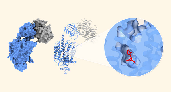 image of SV2A and antiepileptic drug levetiracetam