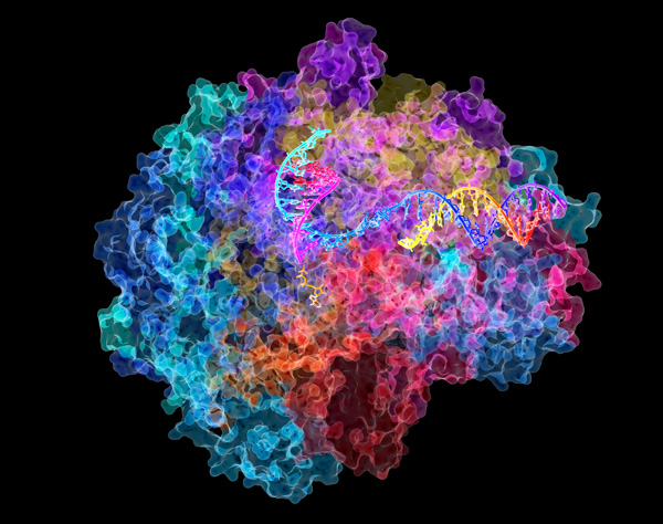 image of RNA polymerase II