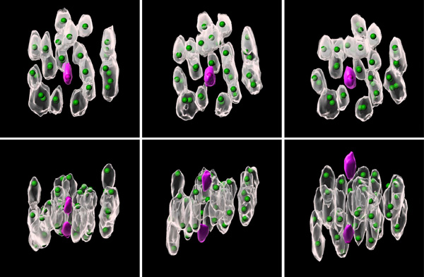image of chromosomes
