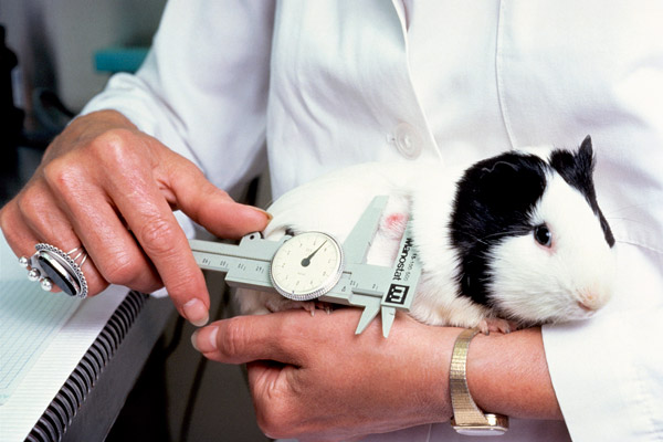 image of measuring tumors of animal