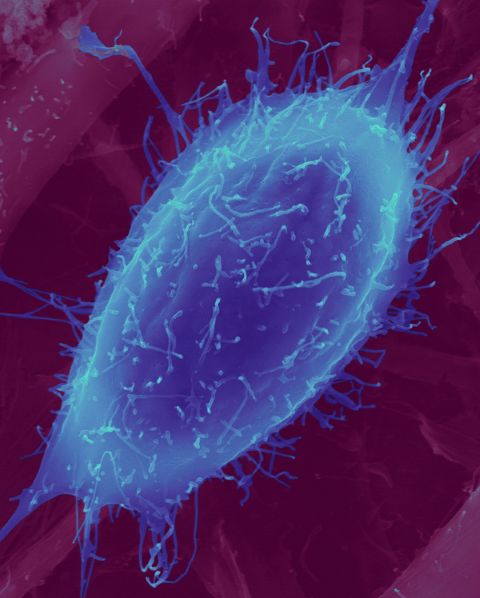 image of a differentiating muscle myoblast