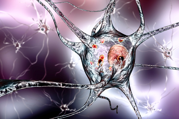 image of a neuron