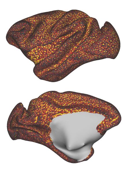 image of blood vessels in the macaque brain