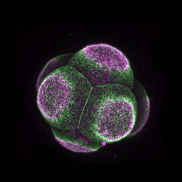 image of the 8-cell stage of mouse embryo