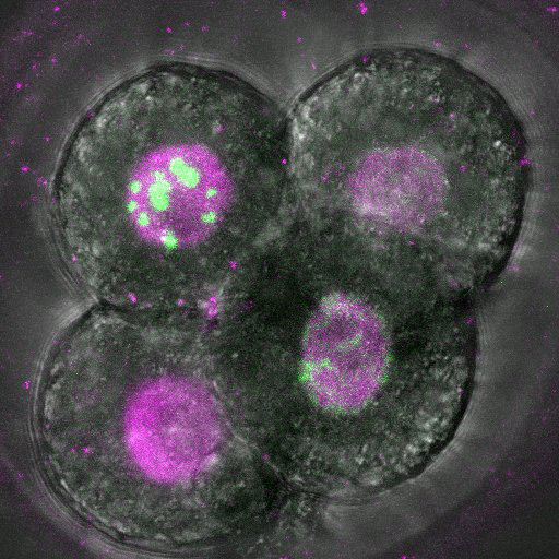 image of the 4-cell stage in mouse embryos