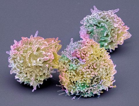image of T cells from a human blood sample