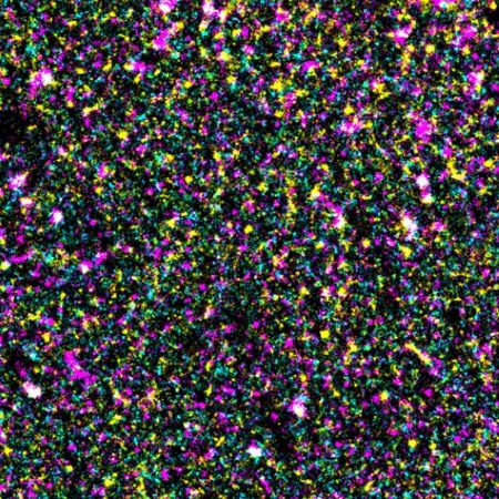 image of EGFR and PI(4,5)P2 in a cell membrane