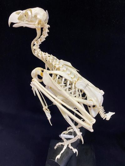 image of a skeleton of a Steller’s sea eagle