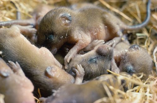 image of mice