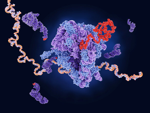 image of a ribosome producing a protein  from a messenger RNA (mRNA)