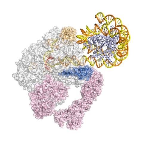 image of RNA polymerase II transcribing DNA into messenger RNA