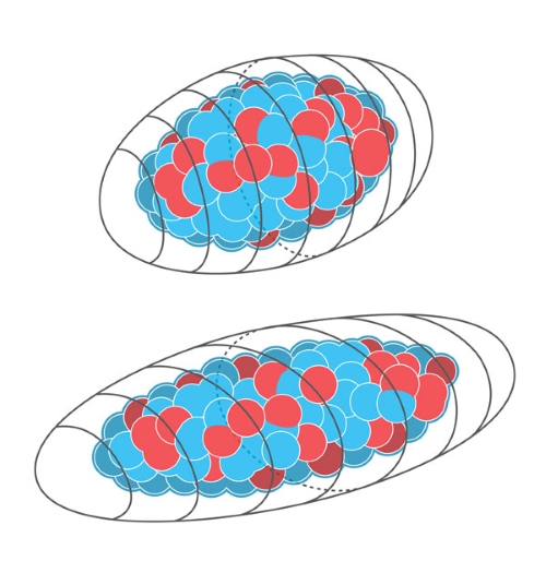 image of heavy atomic nuclei with rugby ball and almond shapes