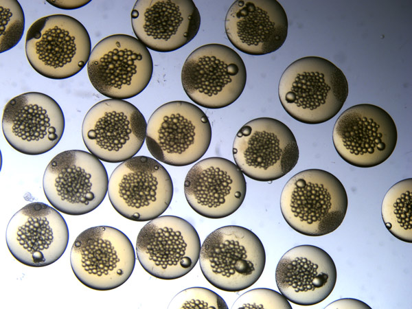 image of fish embryos