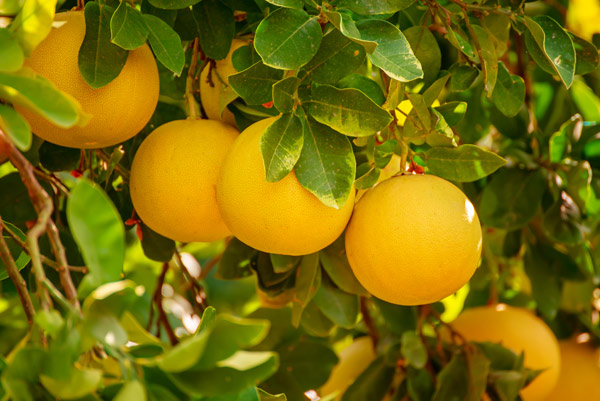 Picture of pomelos
