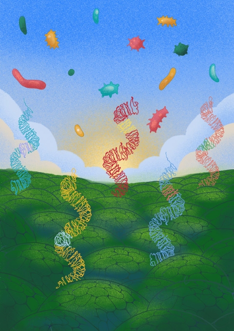 image of immune receptors of plants