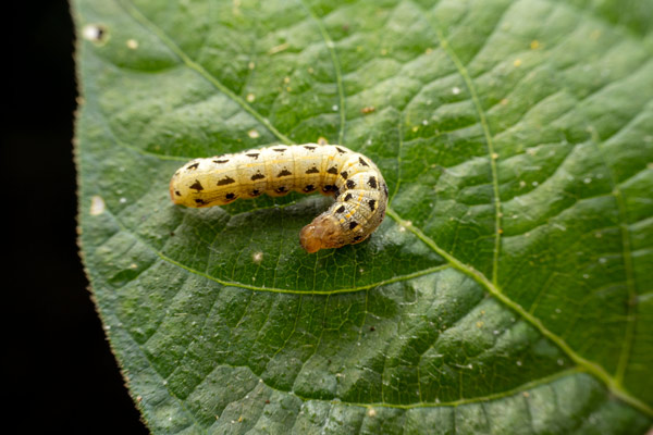 Picture of a caterpillar