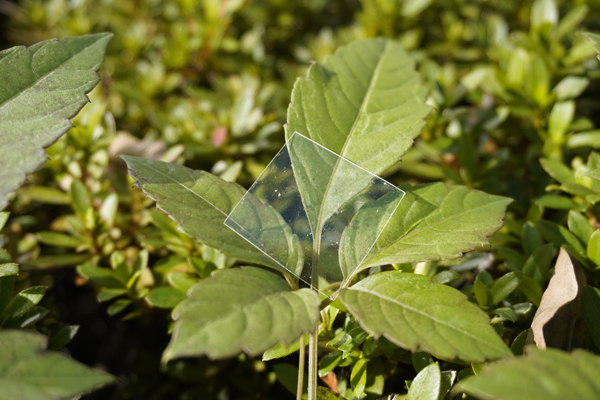 image of a new supramolecular polymer and leaves