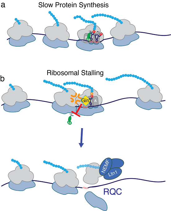 illusration of girolline working in the pathway