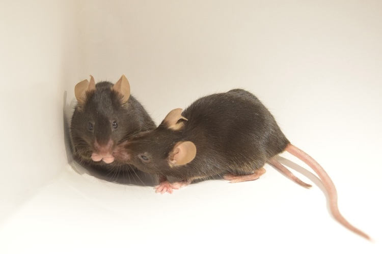 image of interacting mice