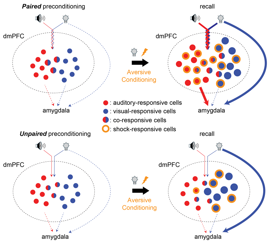 schematic showing the types of neurons in the mPFC and amygdala