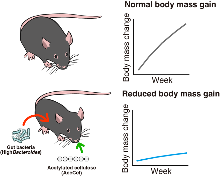 illusration of the study's new findings