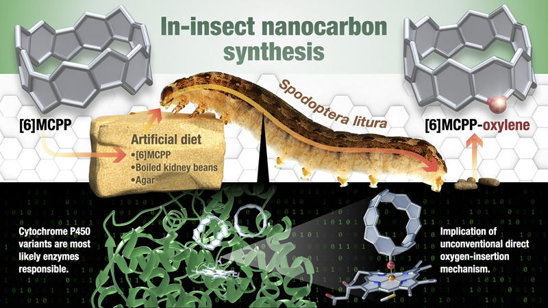 schematic of in-insect nanocarbon synthesis
