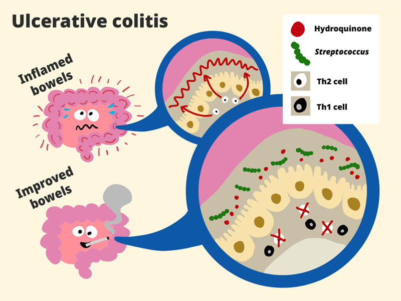 cartoon explaing the mechanism found in this study